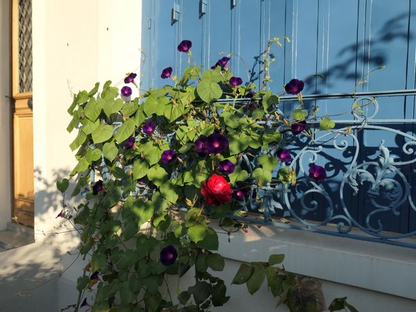 La maison de Sandrine et Laurent, au vert aux portes de Paris