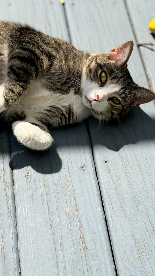 Maison familiale avec piscine