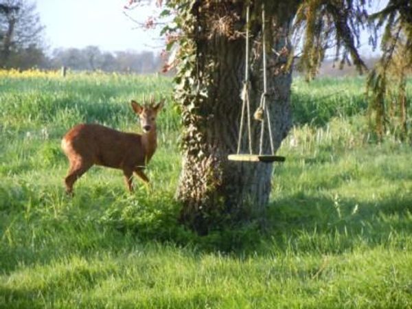 La maison d'Elise entre Rennes et la mer, en pleine nature...