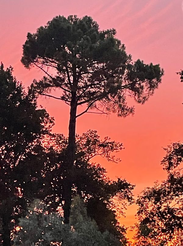 Chien-Chow-Chines hus