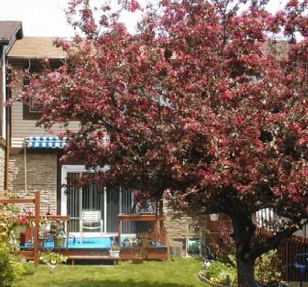 Townhouse ideally situated to explore city of Toronto, Niagara Falls and wine region and Nat&#039;l parks