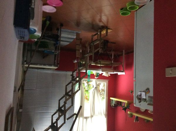 anna's house