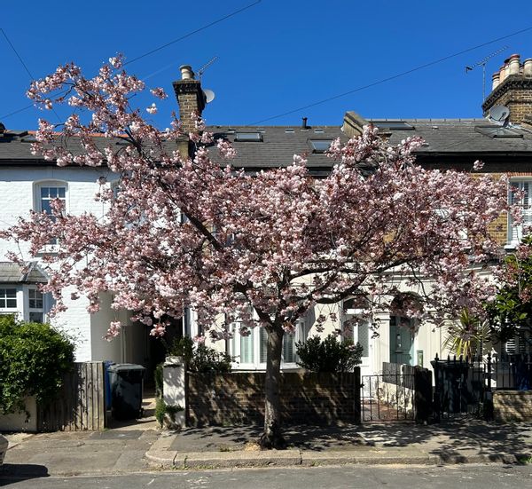 Leafy tranquil Chiswick in West London is an exciting place to call home!