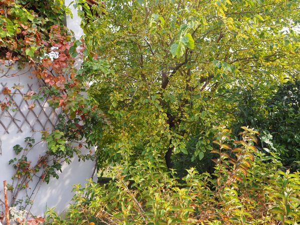 La maison de Angeliki