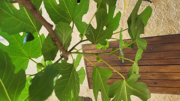 La petite maison au pied du figuier sur le chemin de la Tour Randonne à Nyons..