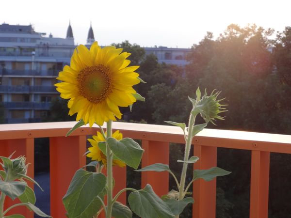 Casa di Caro and Clemens