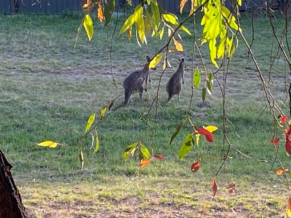 Native bush and eco friendly bush house 15 minutes to Canberra City - Capital of Australia