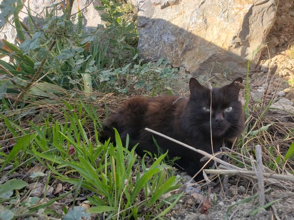 Sous le soleil du Midi...