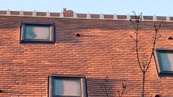 The Cat’s King House.                                                       Happenings Art in My