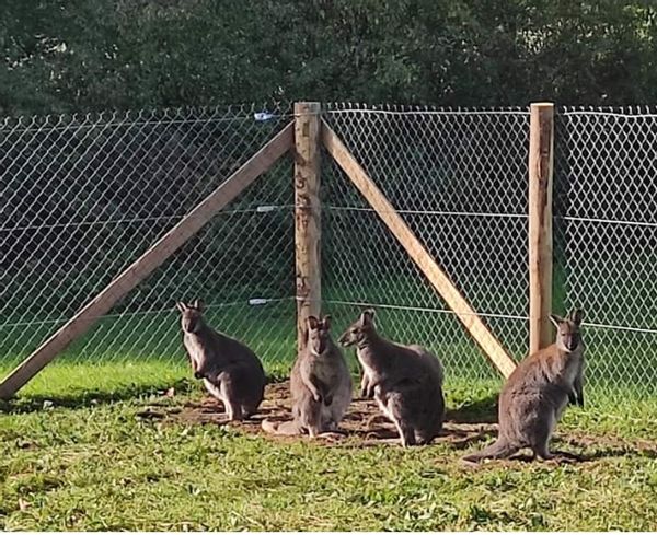 Mobile home face aux animaux