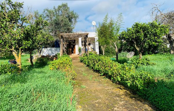 14 days stay only - Ibizan country house in idyllic surroundings