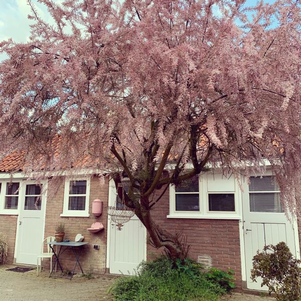 Liselore's house