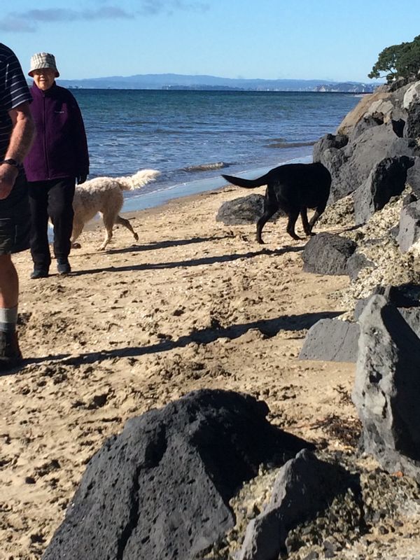 North Shore Auckland house walk to beaches, lake, shops, city close or Waiheke Island beach studio.