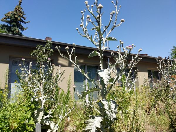 Artist's Studio and Living Space with Terasse and  Bee's Garden