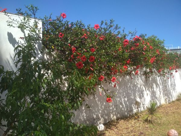 Maison au coeur d'un jardin d'orangers. Venez découvrir les trésors de Rabat 10 m de la plage.