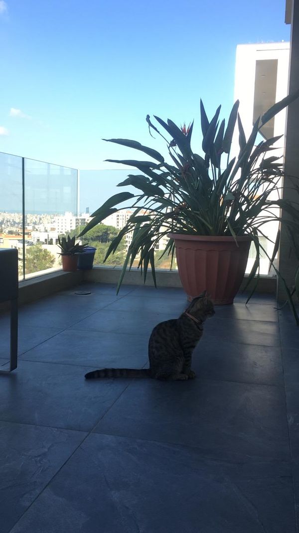Big minimalist flat next to Beirut, breathtaking view