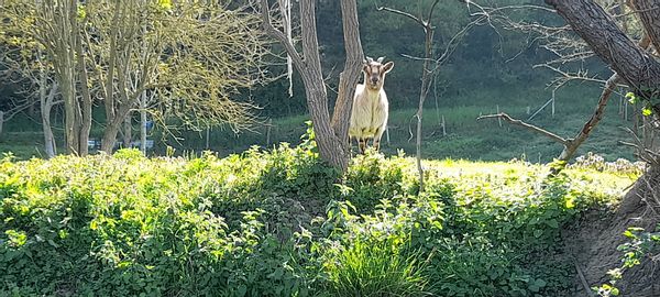 La maison de Pascaline