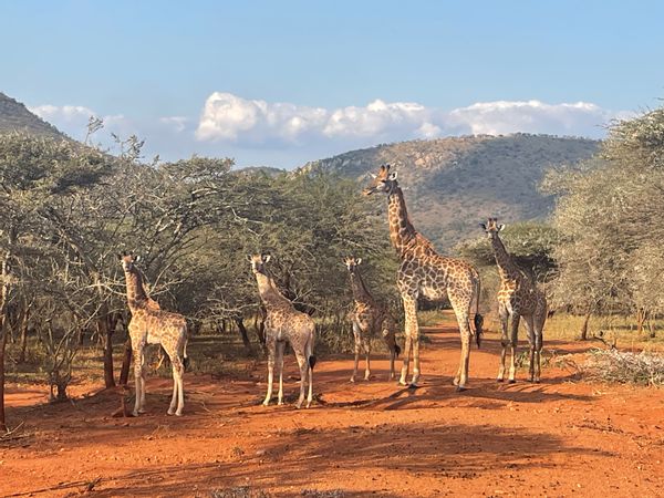 Game Farm in Pongola KZN