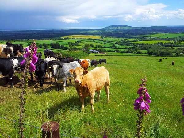 La maison de Fionntán