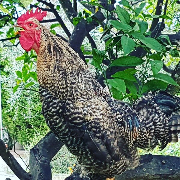 La maison de Alessandra