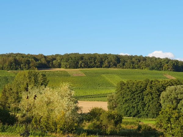 Au cœur de la Champagne, jolie vue sur vignes, au calme absolu.
Grande maison rénovée et son jardin.