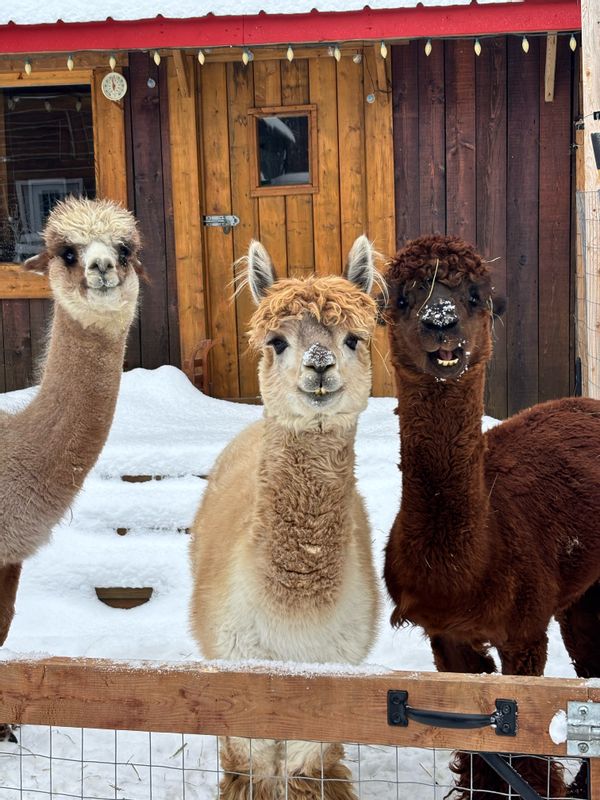 La maison des alpagas