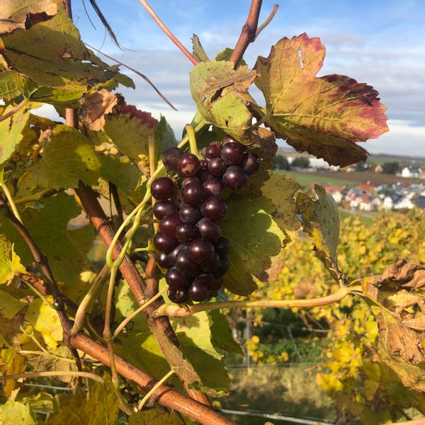 Appartement près du vignoble