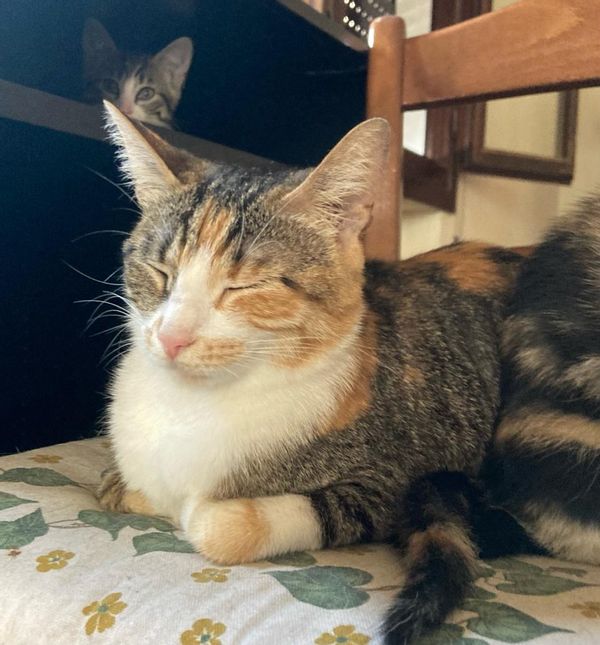 La maison de Michela