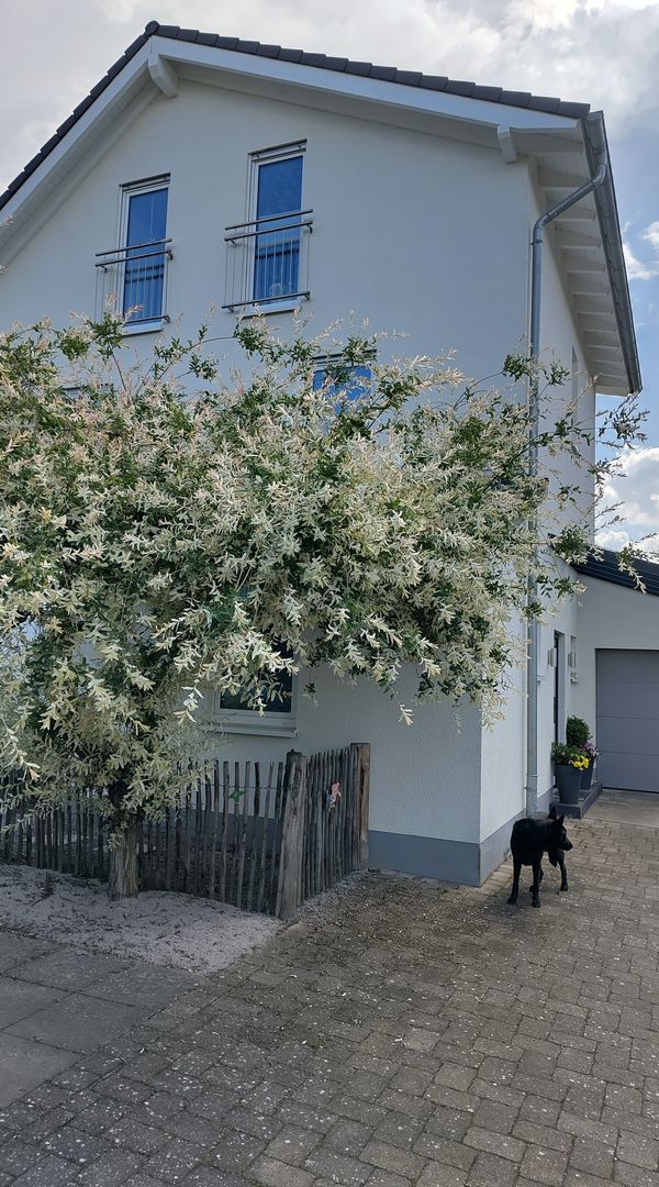 Silkes hus