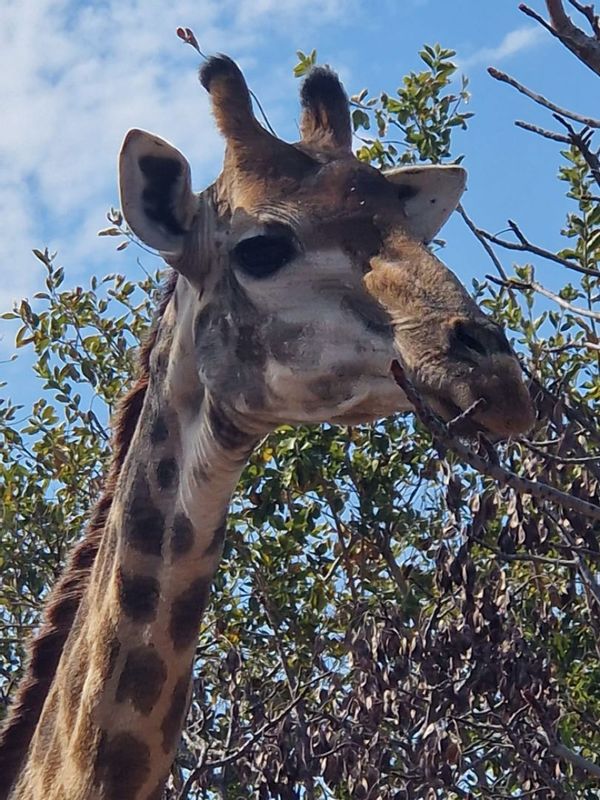 Bushveld retreat