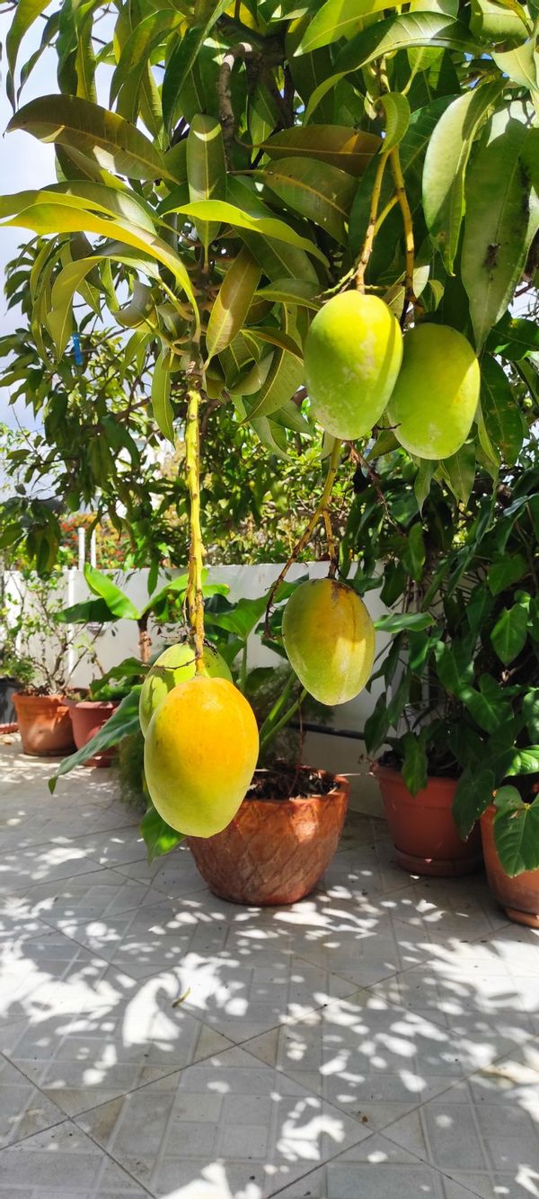 La maison de Lizbeth