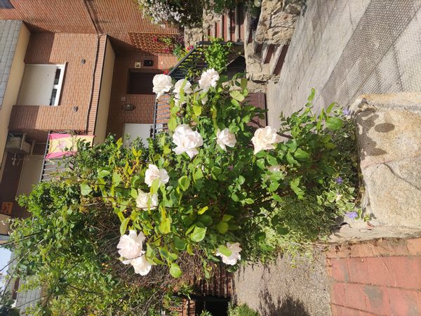 La maison de mauricio