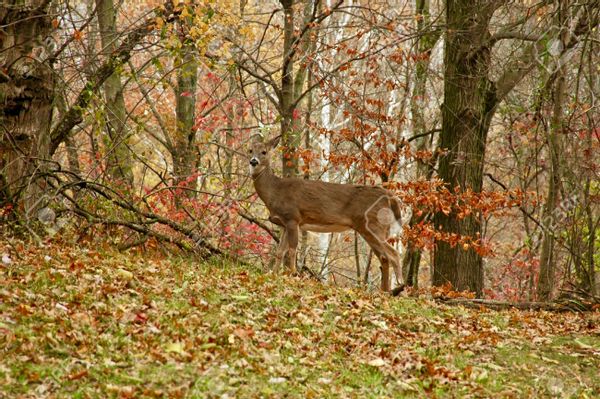 La maison de Marie-odile