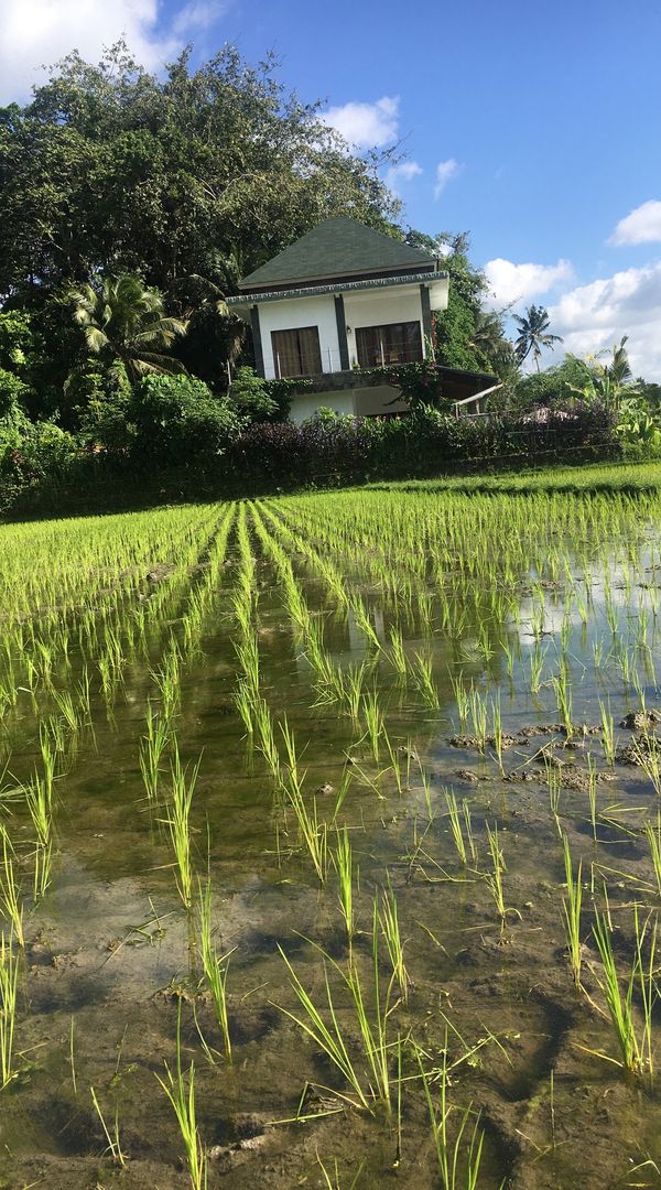 Calm 3 bedroom villa located in middle of the rice fields in Belayu between Ubud and margarana