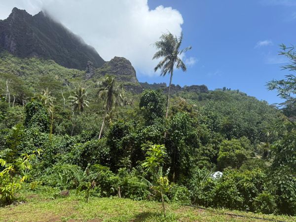 Jolie maison dans les hauteurs de la route des ananas