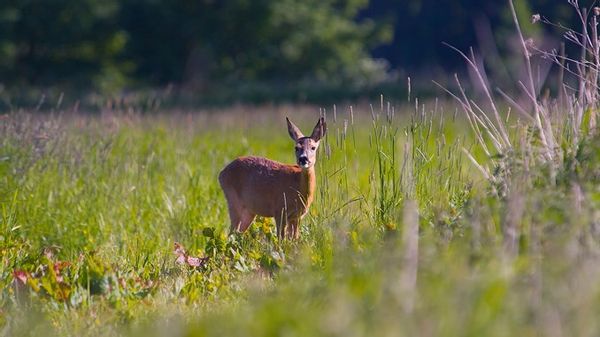 La maison de Carsten