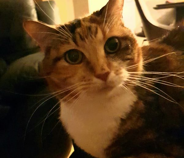 Subiaco apt-not available due to elderly cat