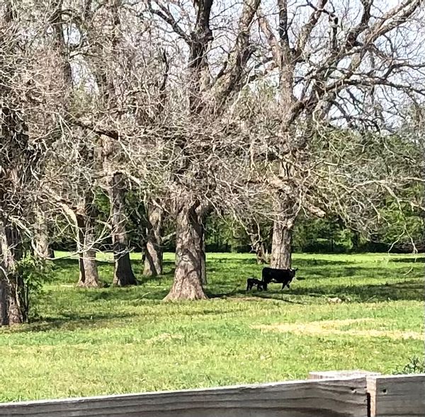 Steely's Country Home
Smithville-Austin Texas