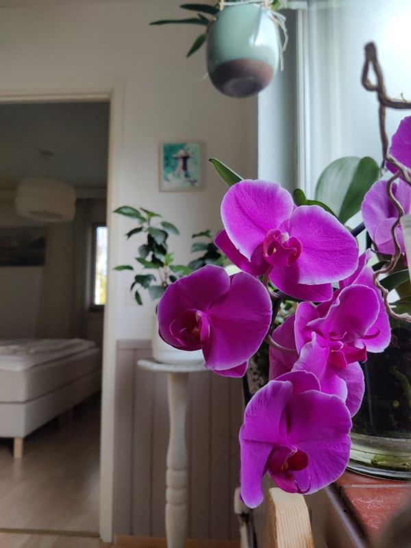 Milla's cozy family home