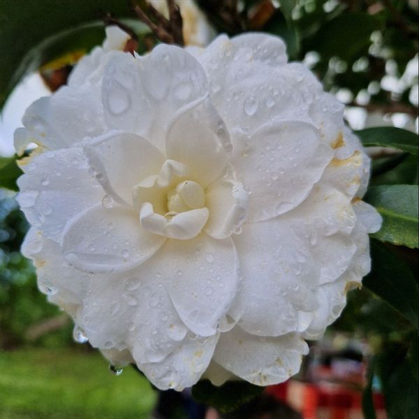 Ma maison est facile à entretenir proche des commodités : boulangerie bus les commerces