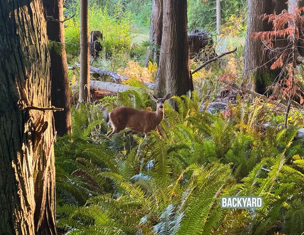 La maison de Stephanie
