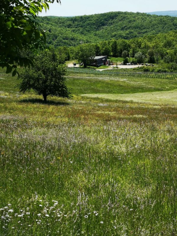 Maison au coeur d'un vignoble bio