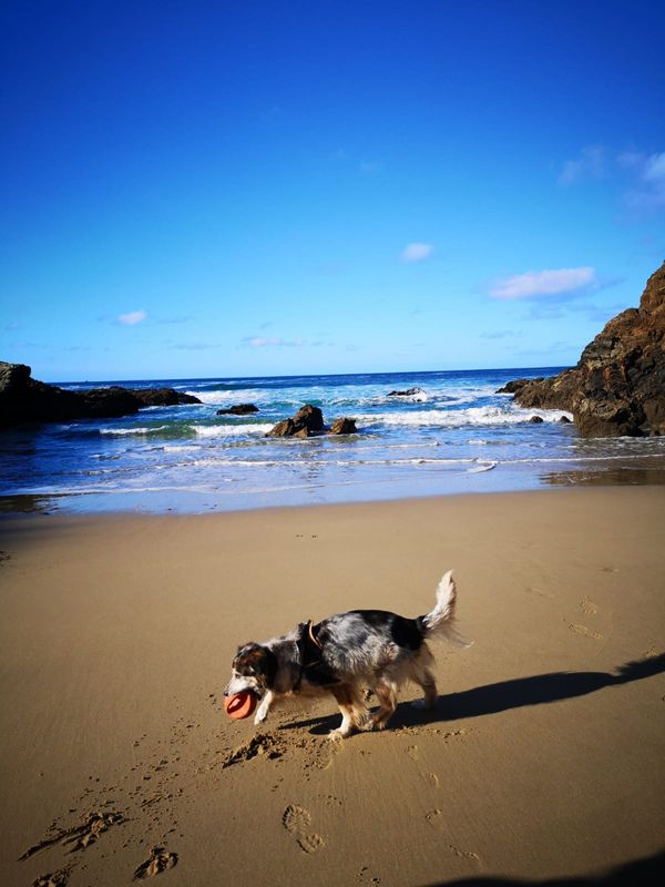 La maison de Léa, Max, Zélie et Cisco