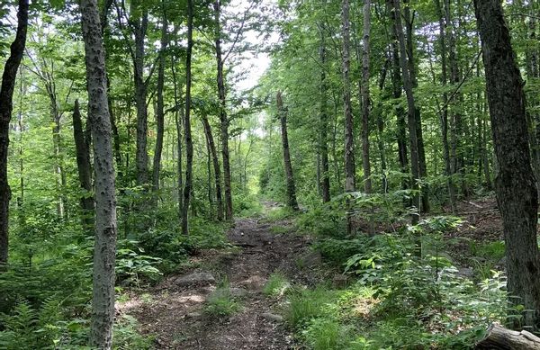 Charming Home Nestled in Nature, Just 15 Minutes from Old Québec