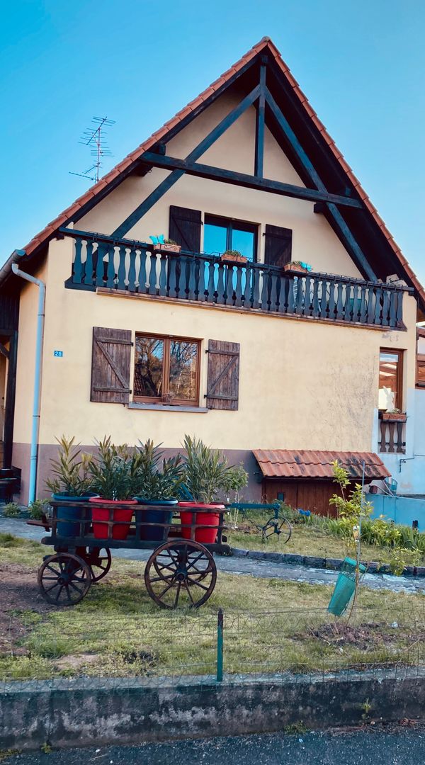 La route des vins, côté vignes