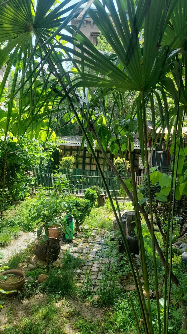 Nino's house