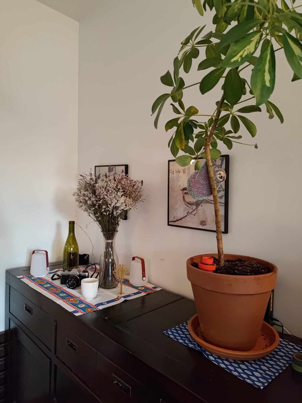 Lucile's house