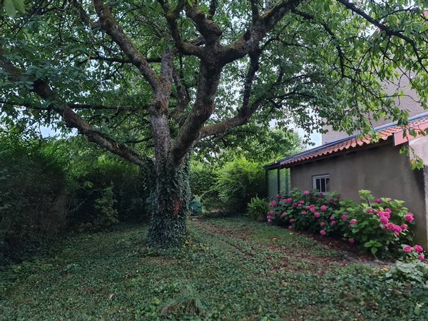 Maison lorraine et cerisier centenaire