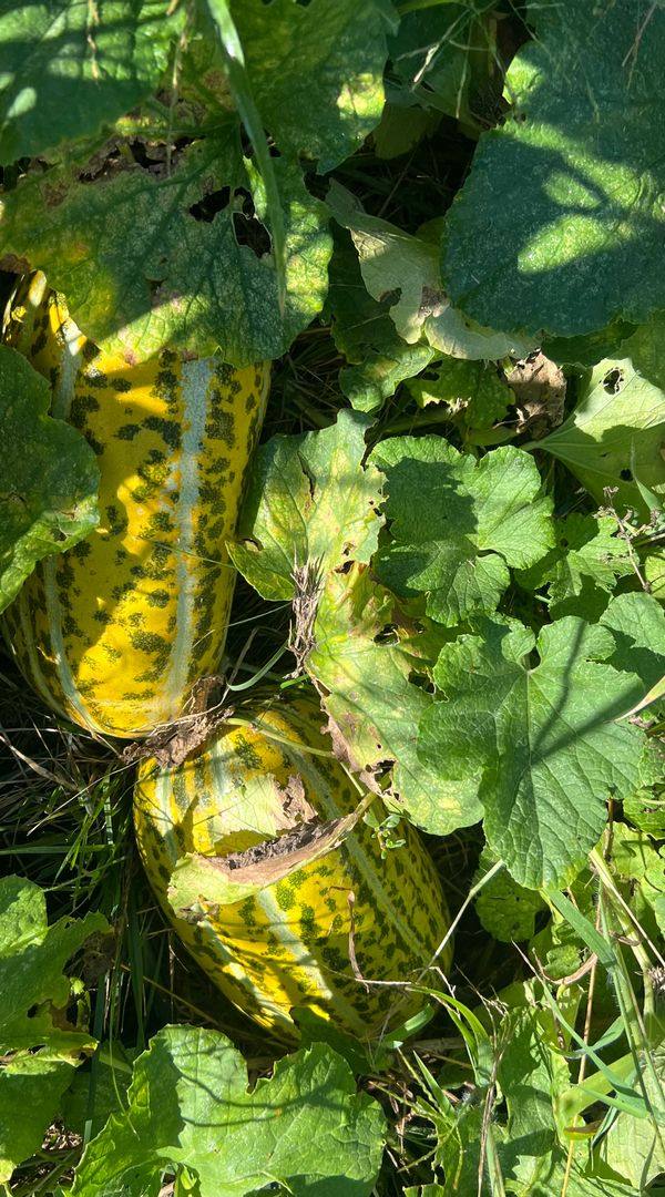 La chambre privée de Nhung