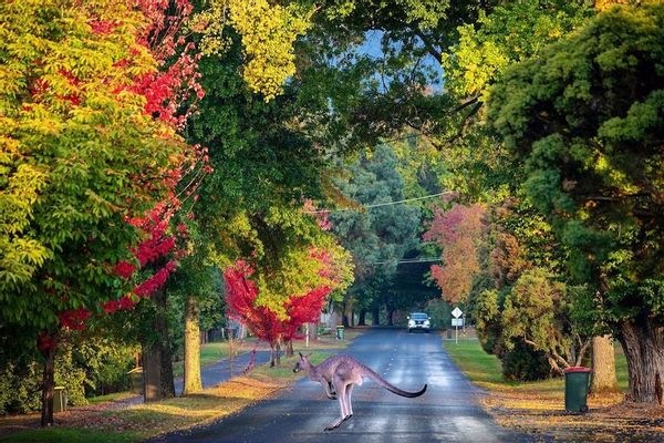 BEAUTIFUL BRIGHT IN THE HIGH COUNTRY VICTORIA AUSTRALIA